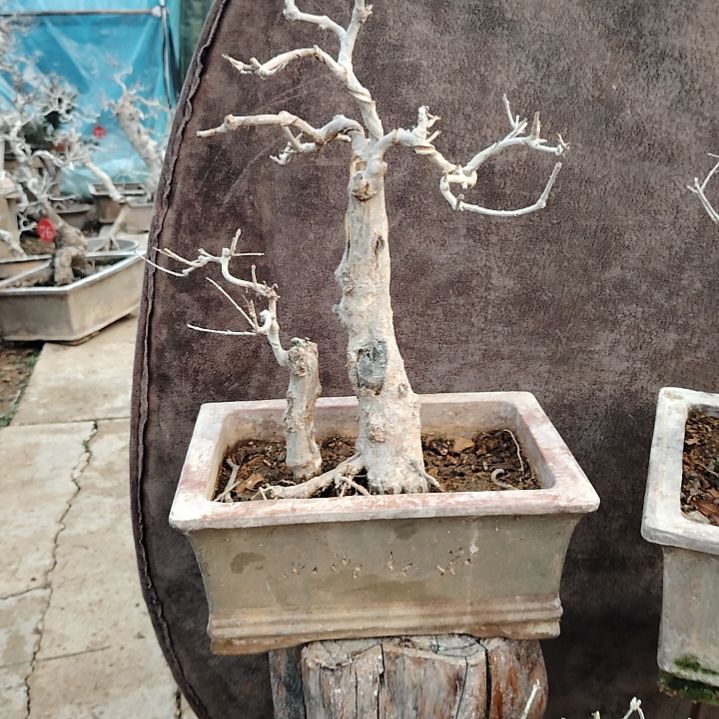 全部花朵石榴盆景脱盆