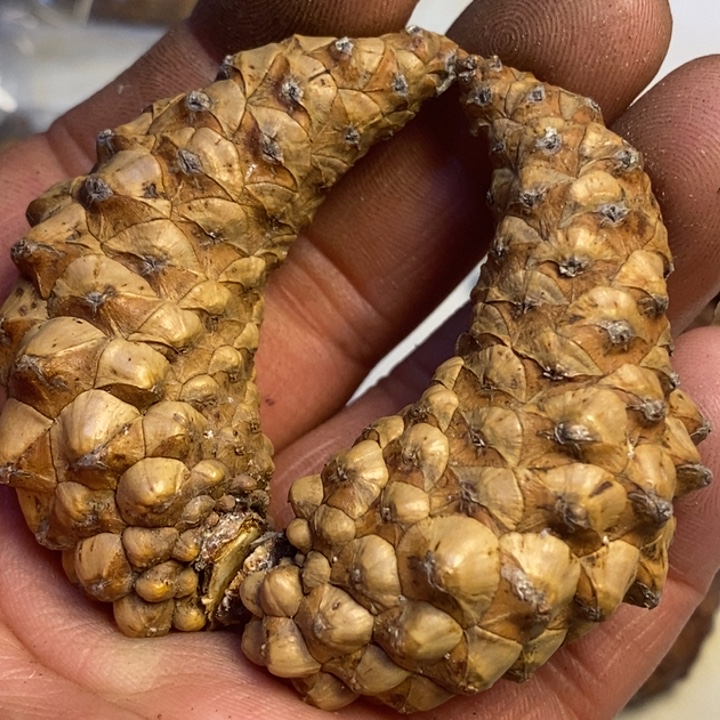 文玩核桃吊坠东北特产37