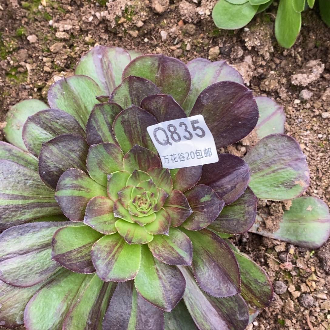 835花月夜多肉植物