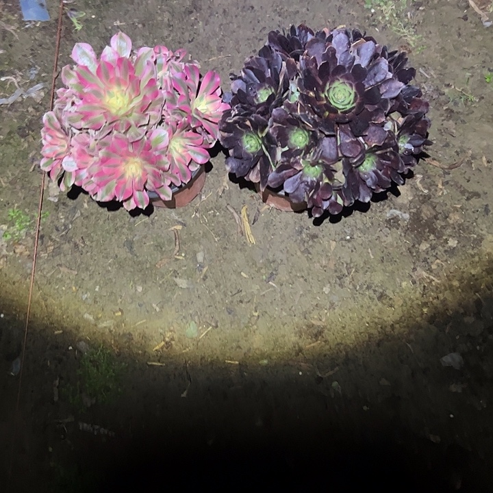 不包侧枝一物一拍12