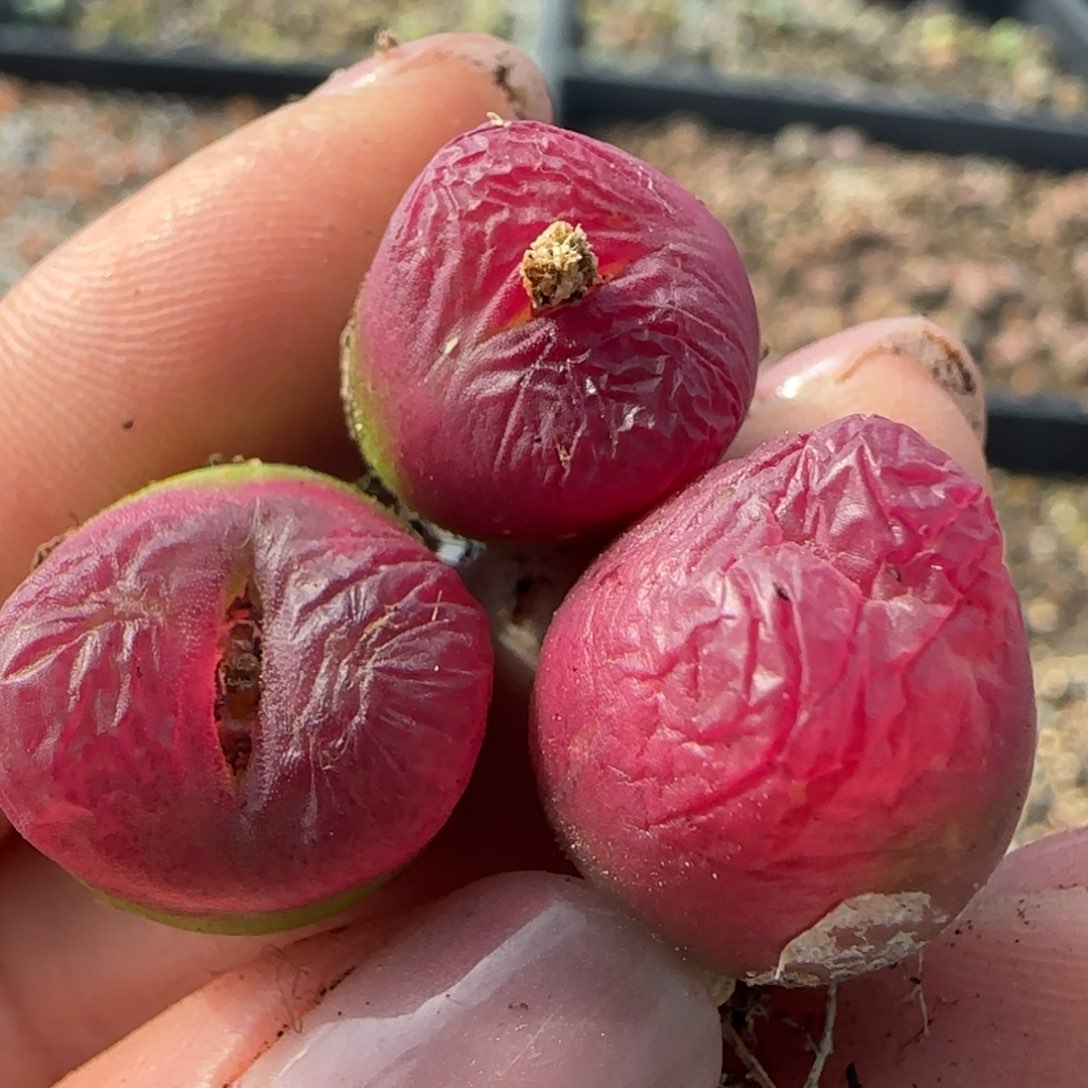 610三颗00000000000