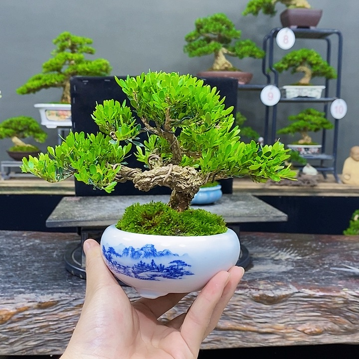 无花朵黄杨盆景四季常青不落叶