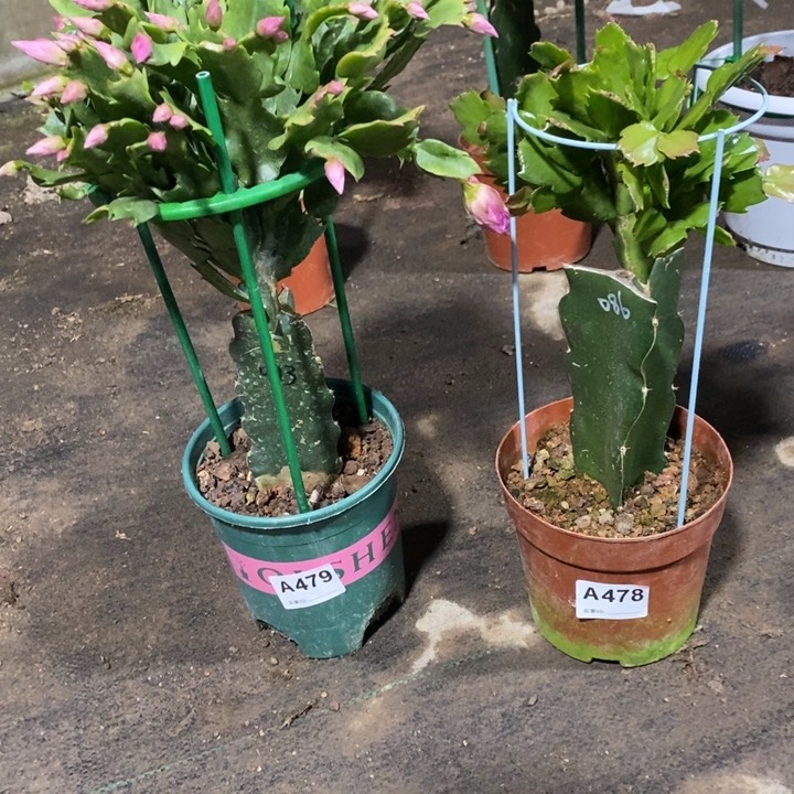 当前无花栽培后可以开花梁****^478.479