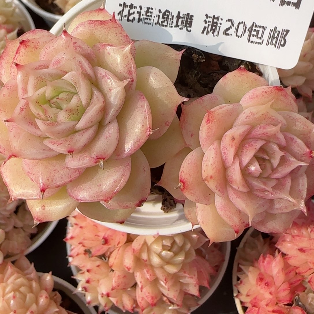 花语逸境0214-102散