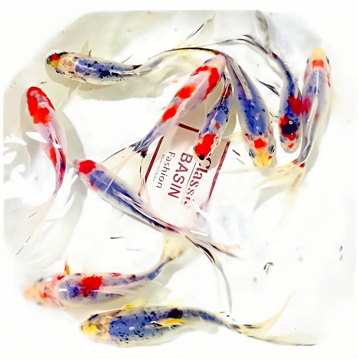 樱花水墨金鱼 5-7公分 花色巨多！17条