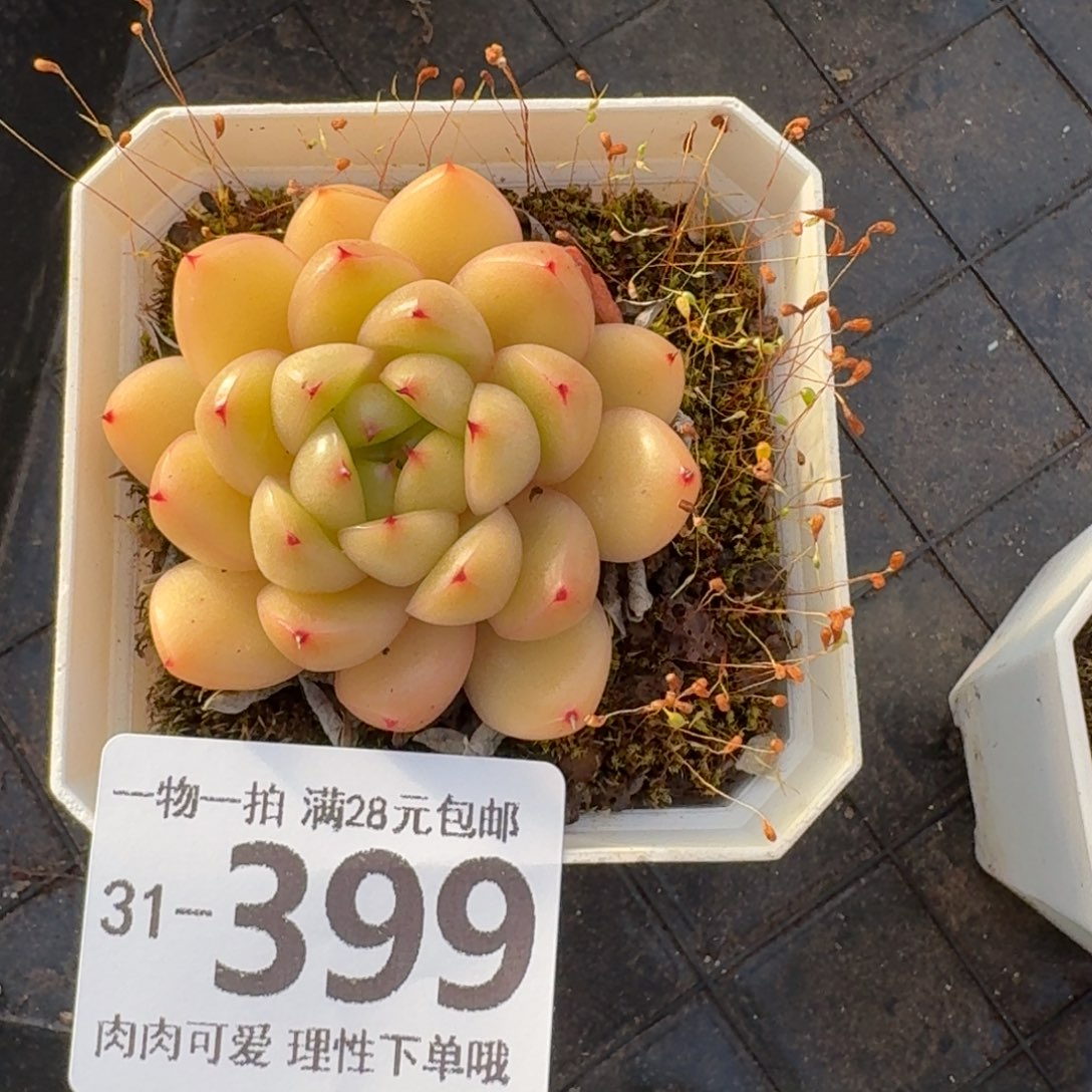 莱拉无盆土发货无