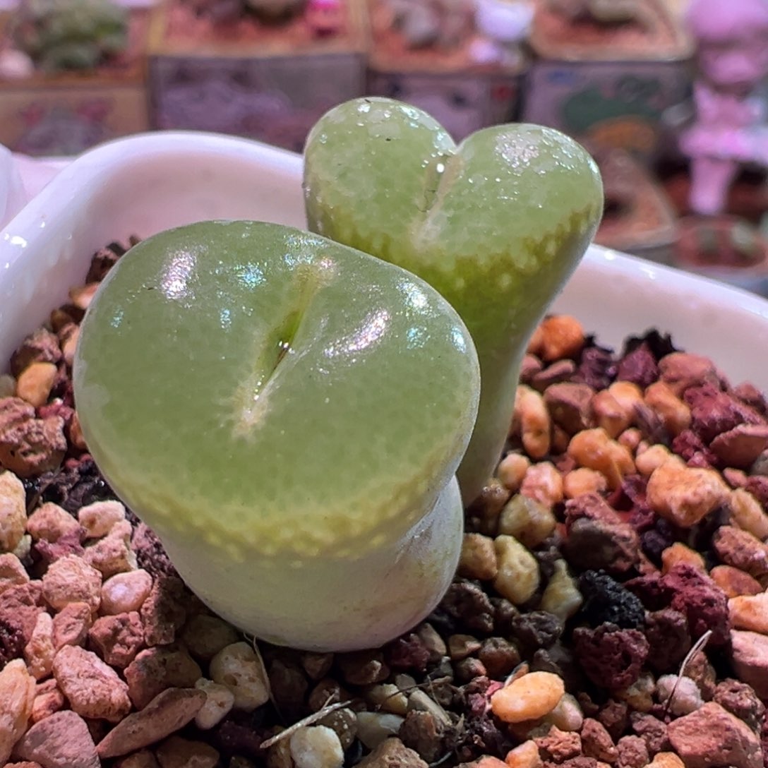 0139，绿安格，肉锥植物