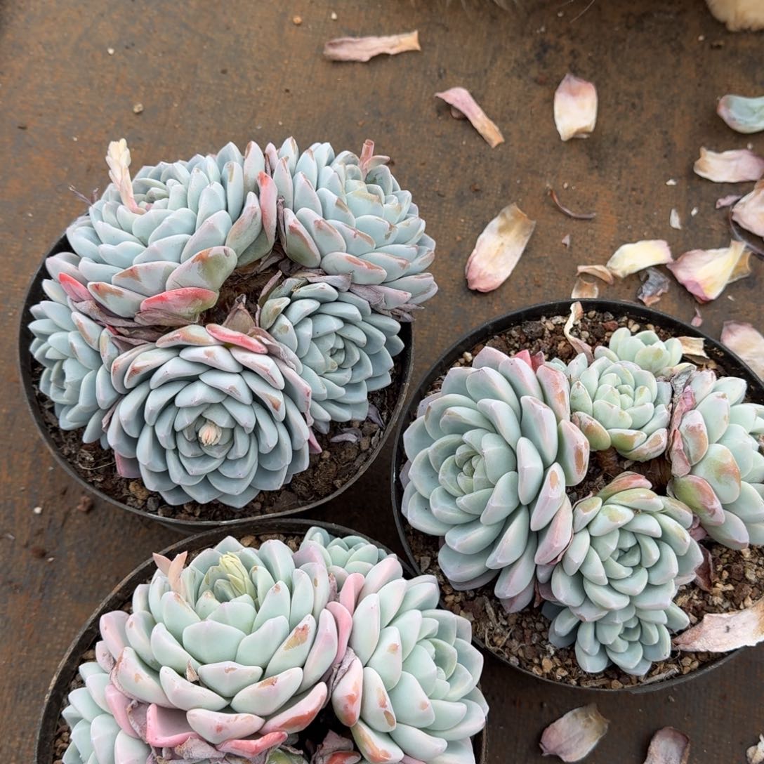 3个黑圆盆冰玉3号棚后面