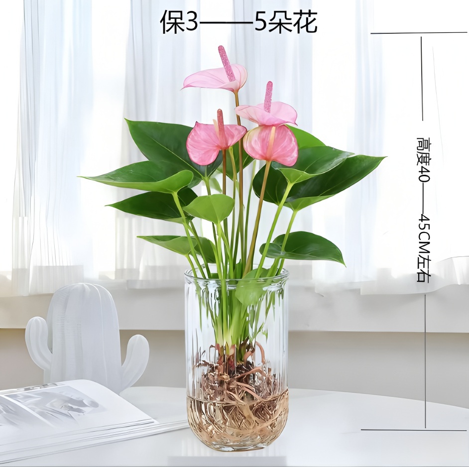 【水培粉掌】粉皇冠盆栽室内四季五彩花卉耐热耐寒好养绿植