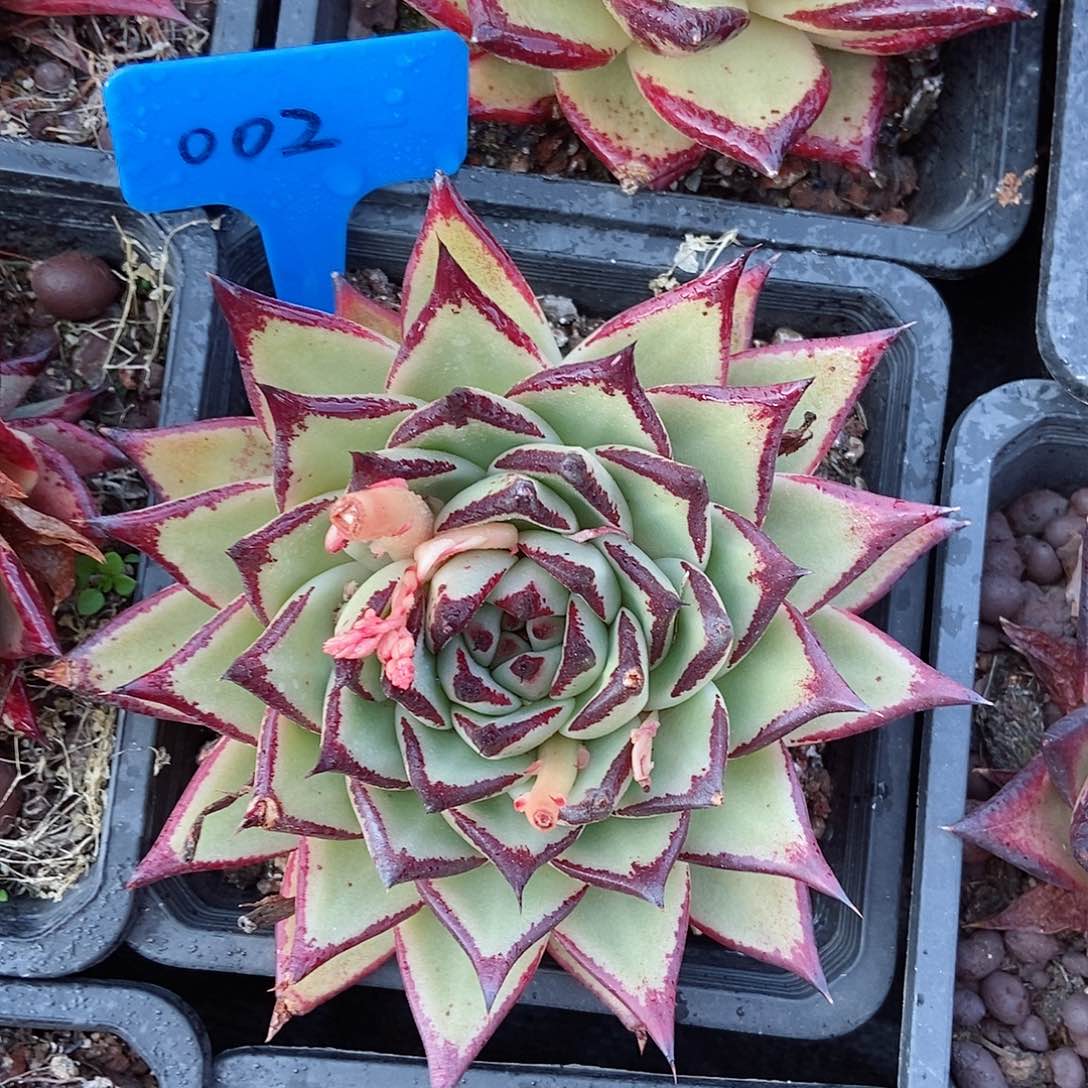 002精品乌木一物一拍