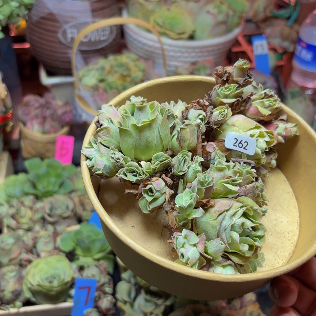 初***￥山地玫瑰多肉植物花卉262