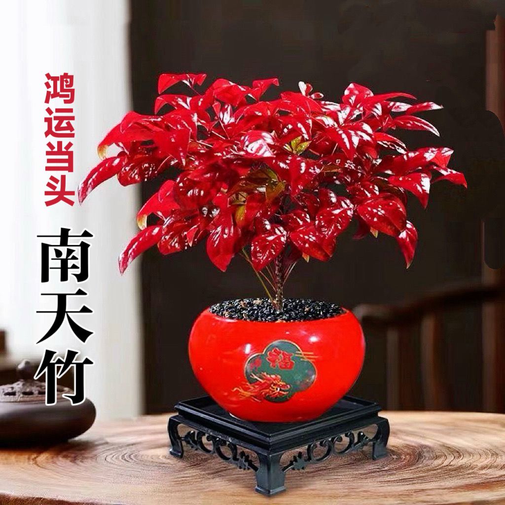 【年宵花】火焰南天竹耐寒盆栽室内客厅桌面禅意盆景