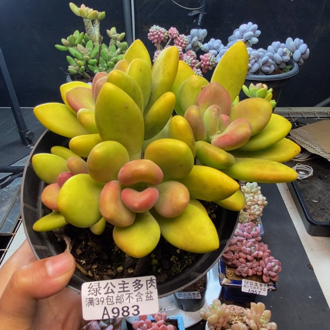 983芒果奶多肉12c m