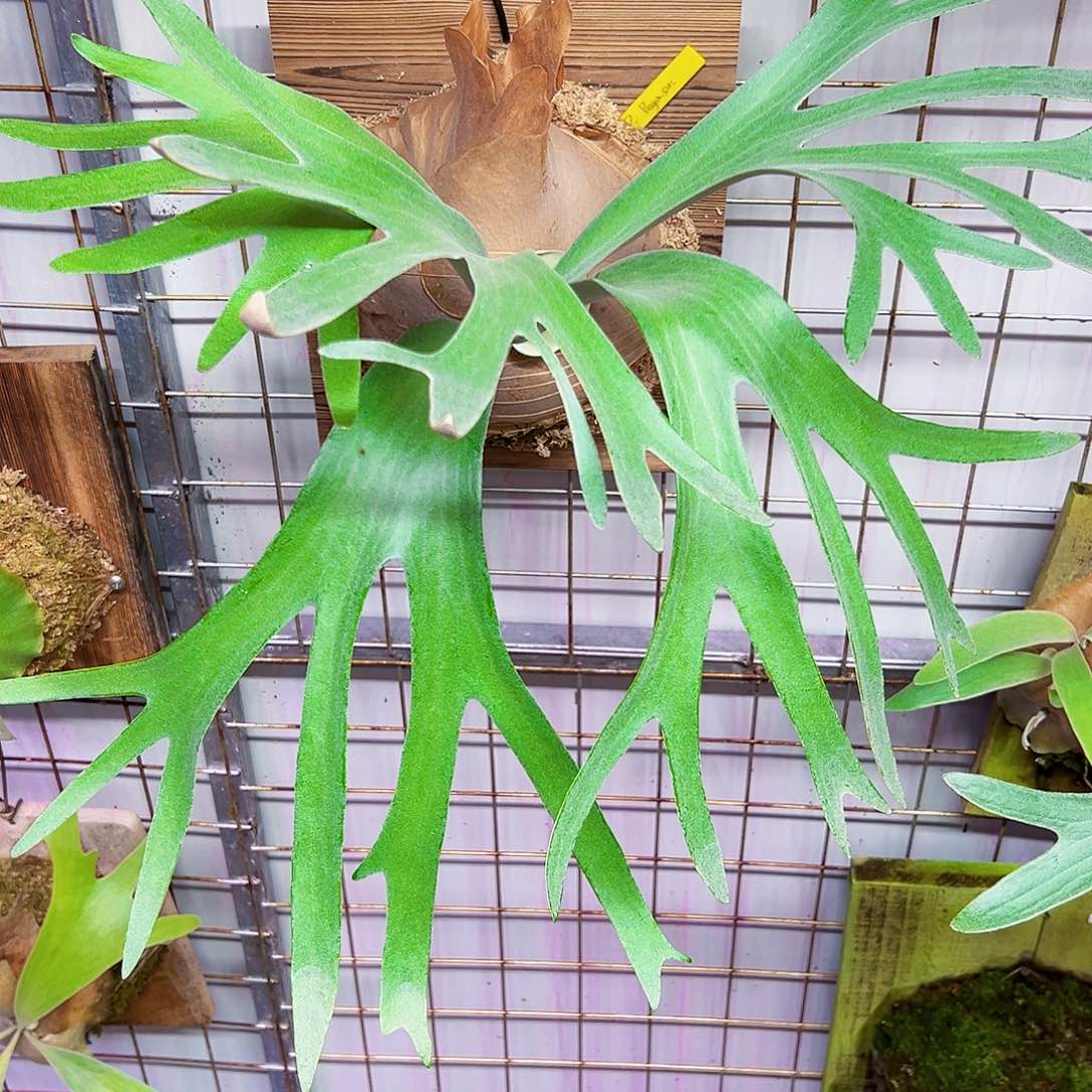 不开花植物【直播】飞马鹿角蕨