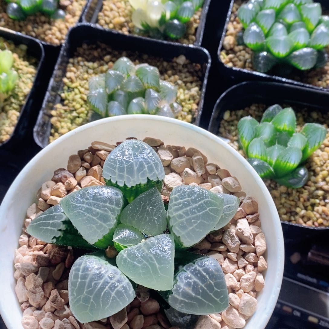 丸叶实生寿玉露多肉