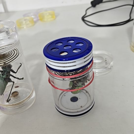 蟋蟀大本叫，叫声憨