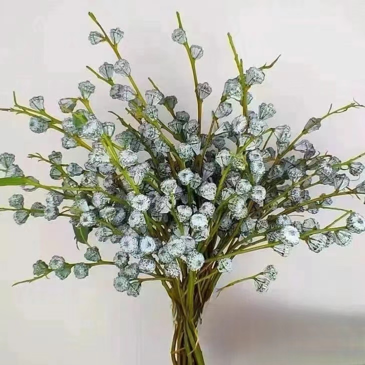 1扎尤加利果（1扎3-5枝）+1个塑料花瓶 (两单发顺丰或京东快递)