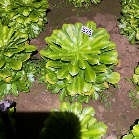 多肉植物法师526翡翠琉璃