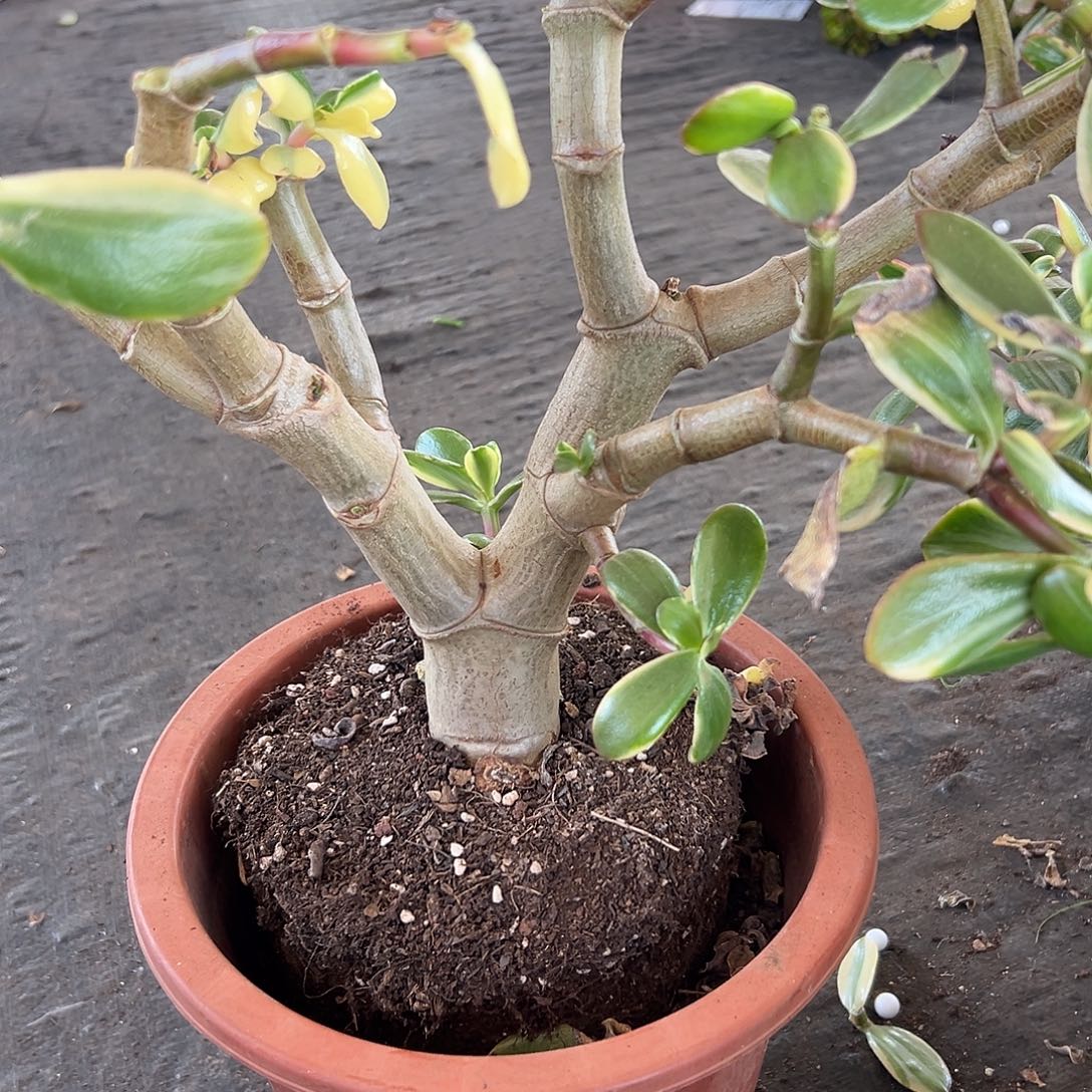 朱***完全开放白锦老桩砍头 一物一拍