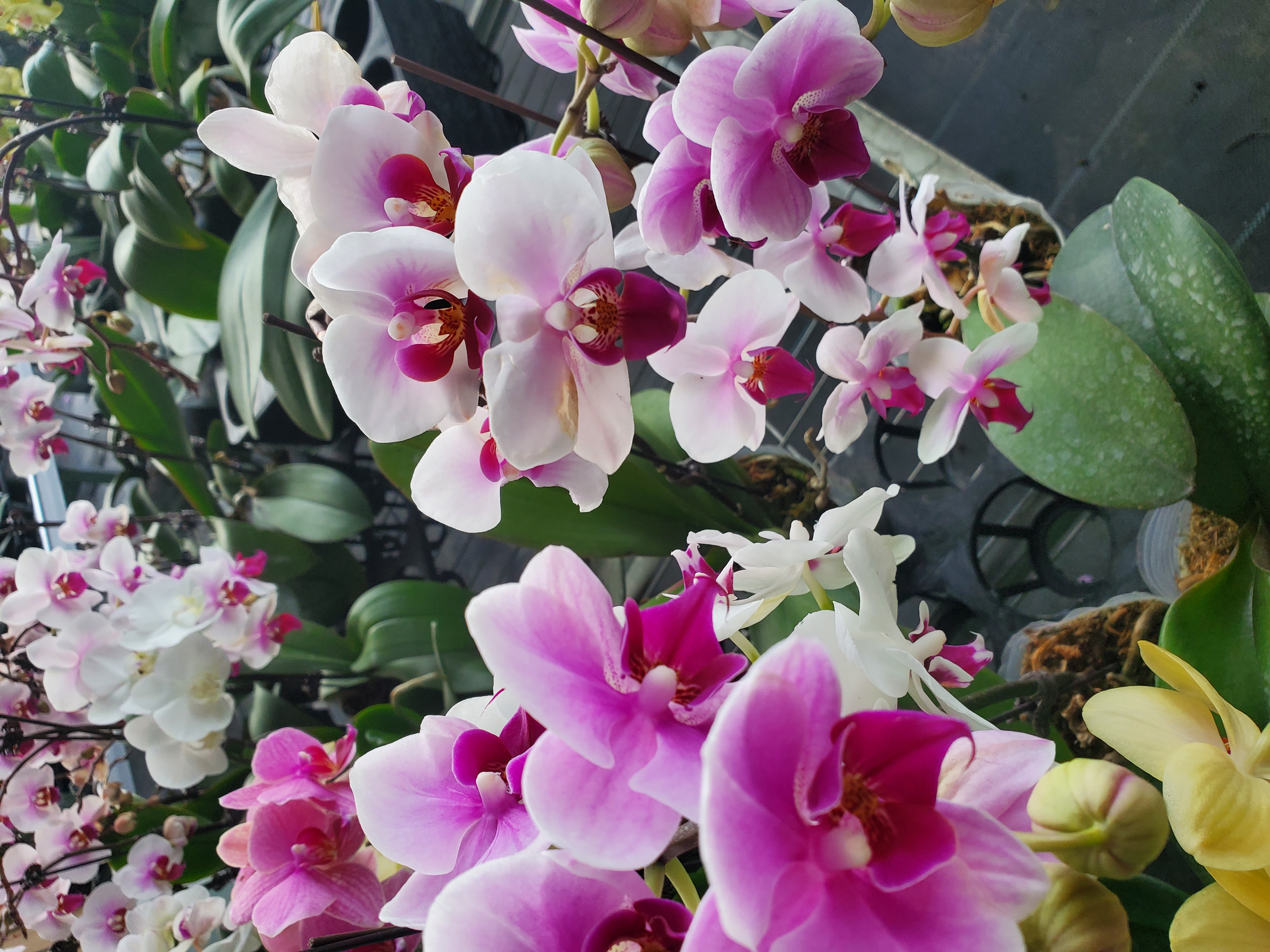 蝴蝶兰雪玉三颗自选瑕疵花小花无品级花到手保证有花