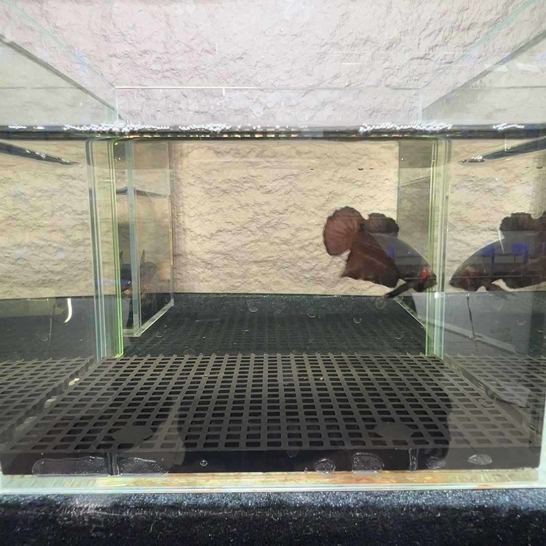 斗鱼阿浩泰斗10日120