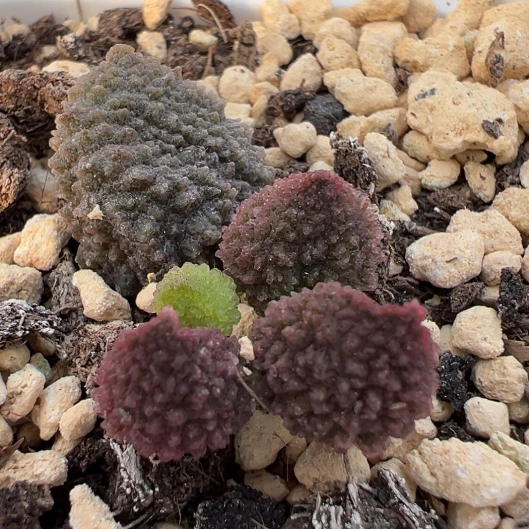 毛球大苗多肉植物水泡