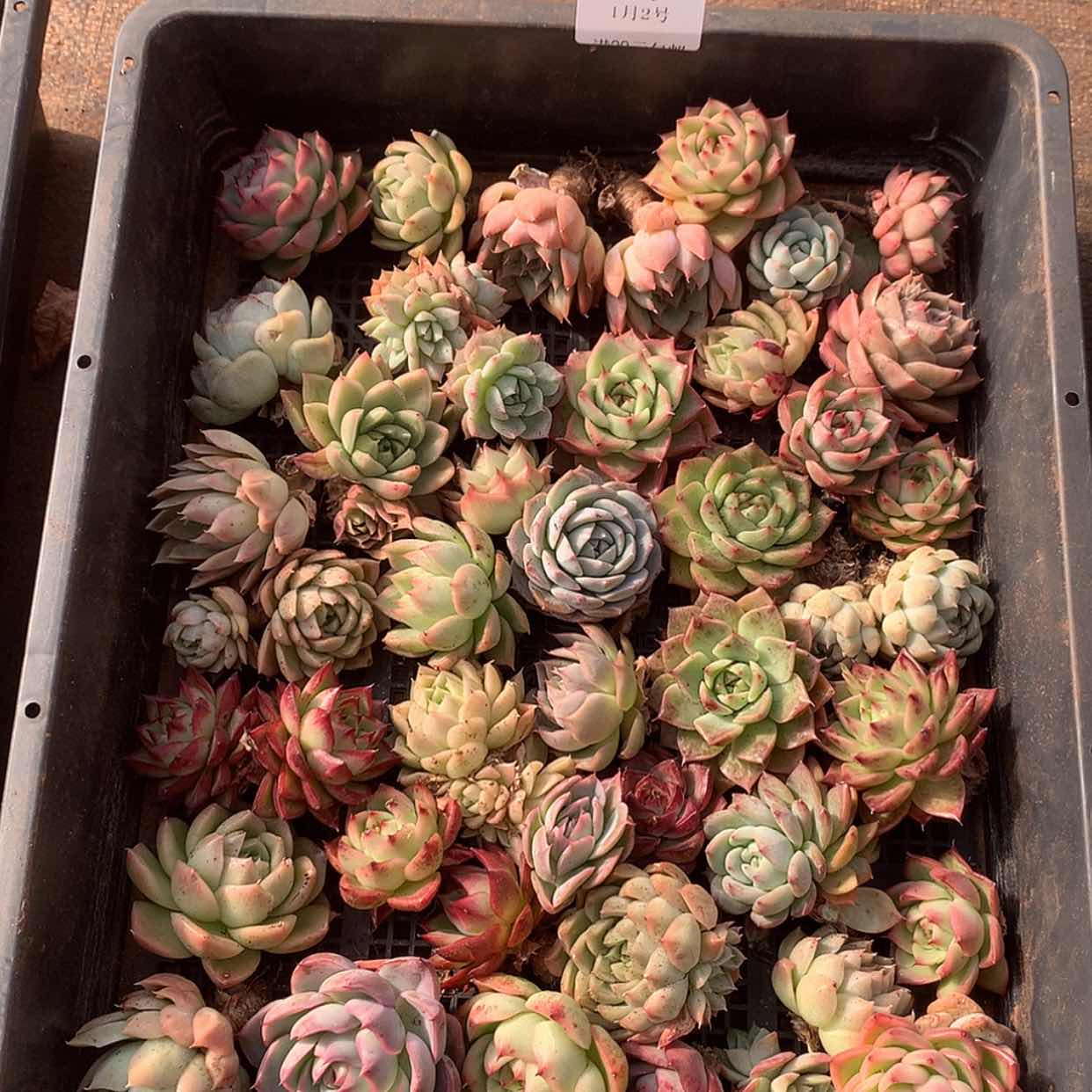 【闪购商品】云04号40颗