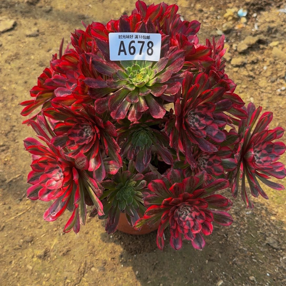 余***伴678白月光多肉植物