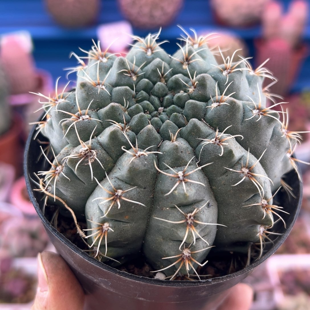 小*子绯花玉。        