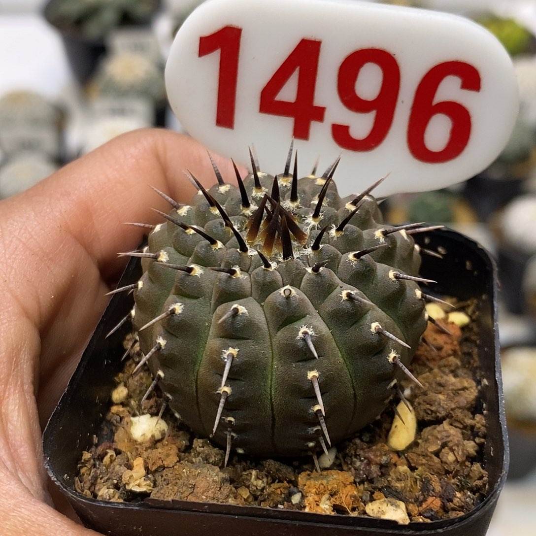 1496一刺黑刺凤头福利tell