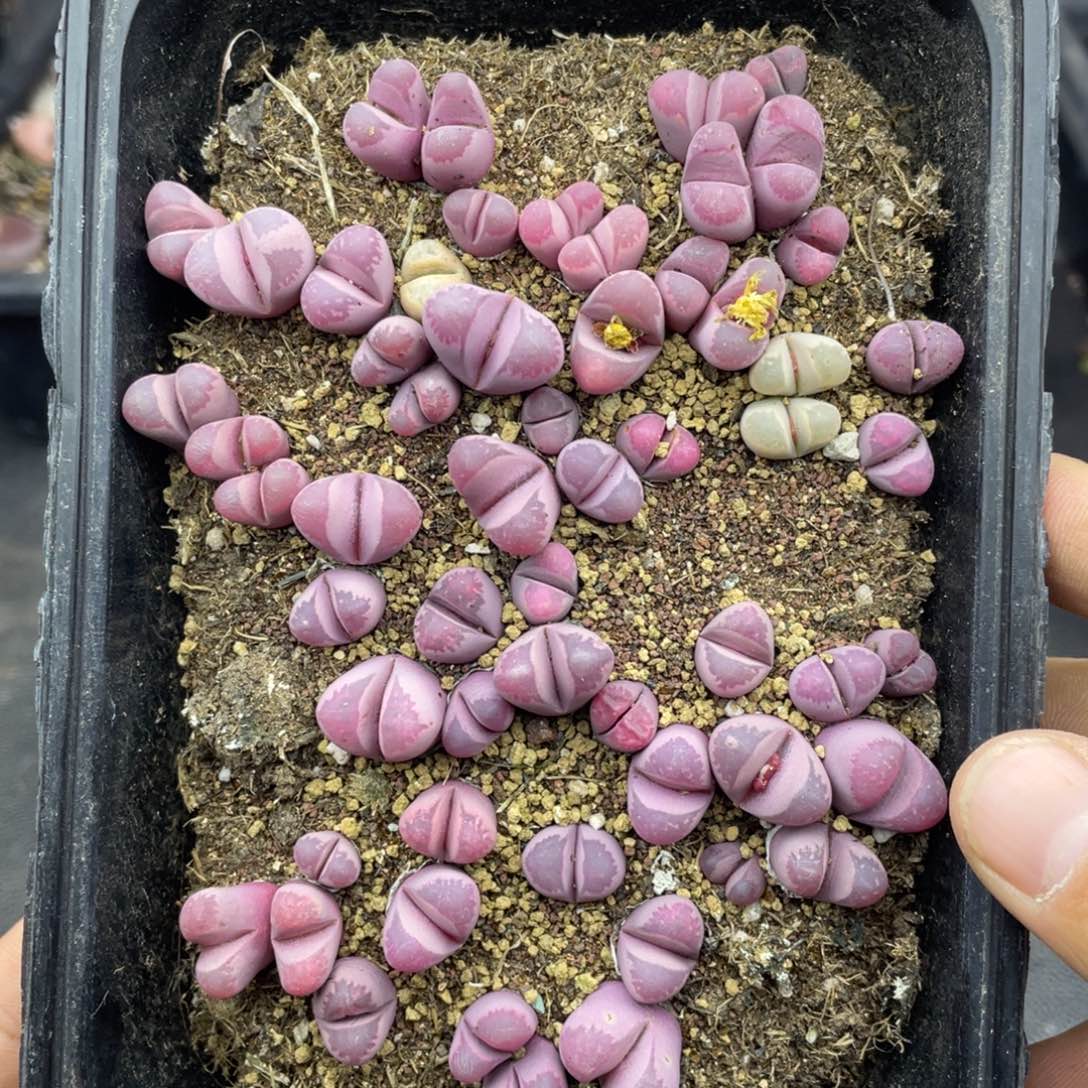 红陶000000000000790