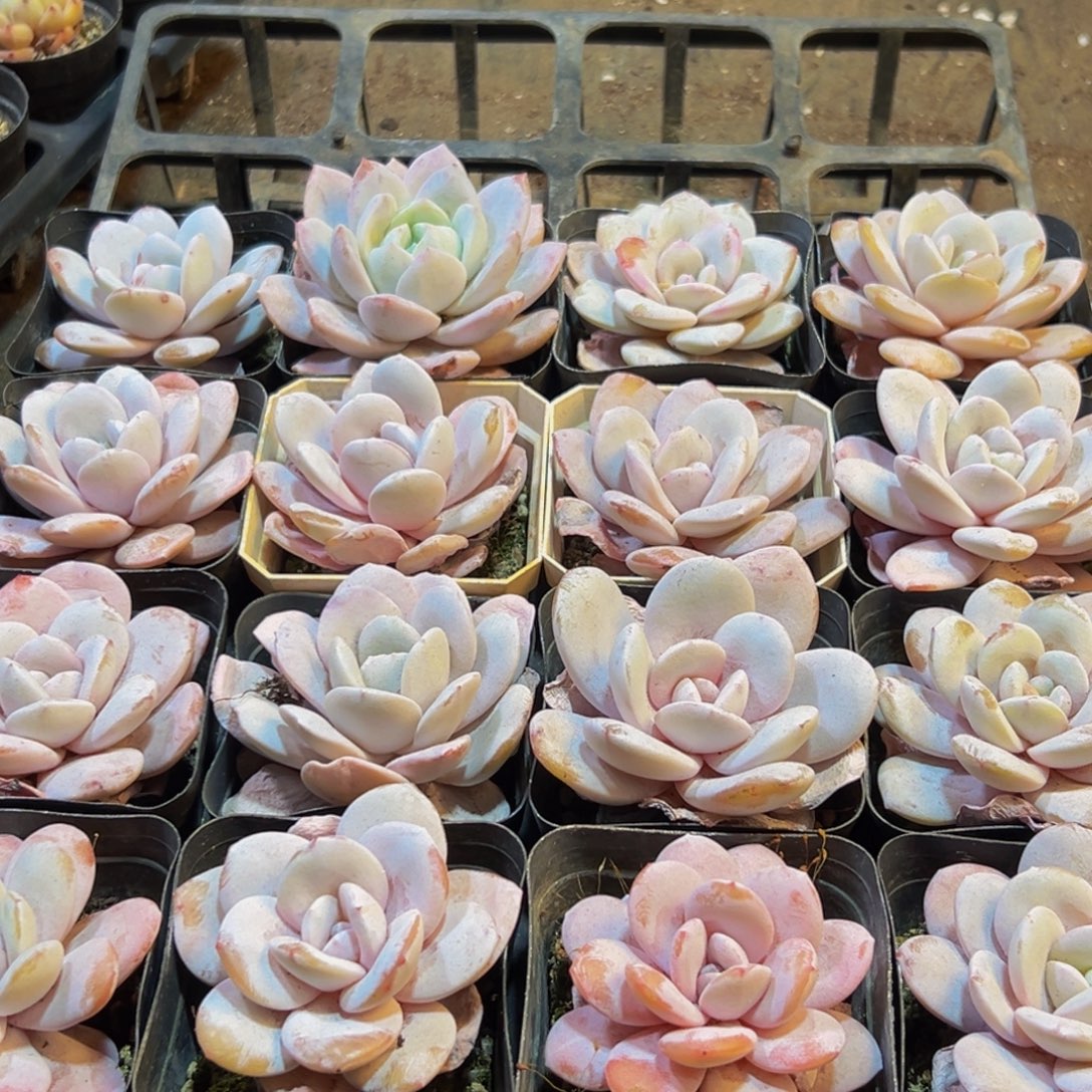 667多肉葡萄的味道是真的