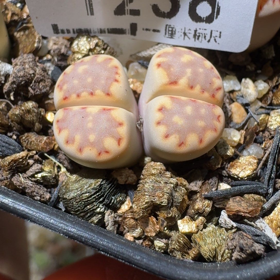 老板高品质亏本卖1238