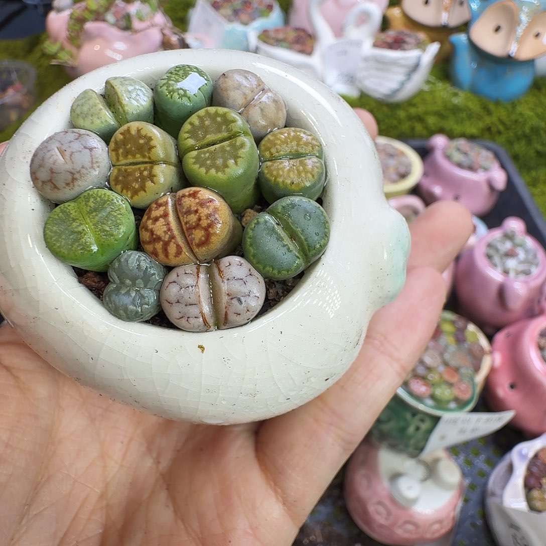 ****️多肉植物福利冲1276