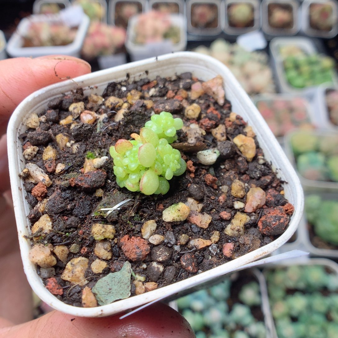 无花朵D23。yyyyyyyyy