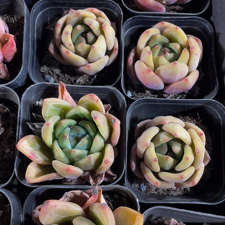 6.5方大香槟带盆土发