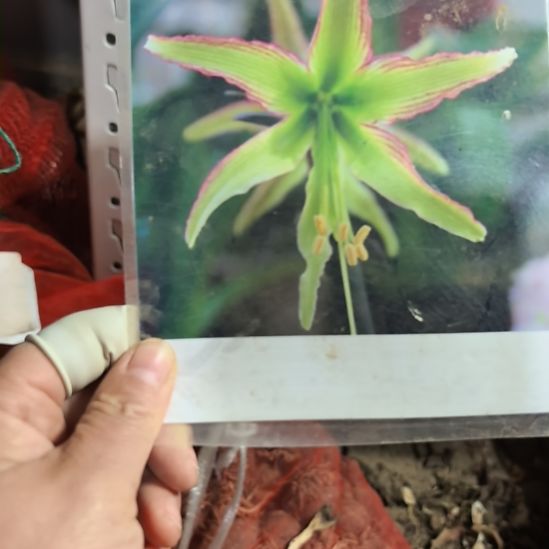 当前无花栽培后可以开花翠鸟4厘米裸根球