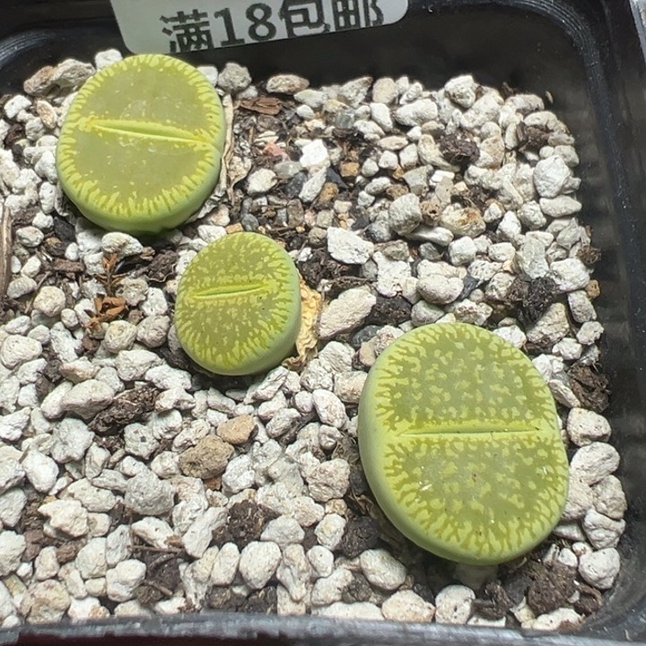 【闪购商品】 926。   