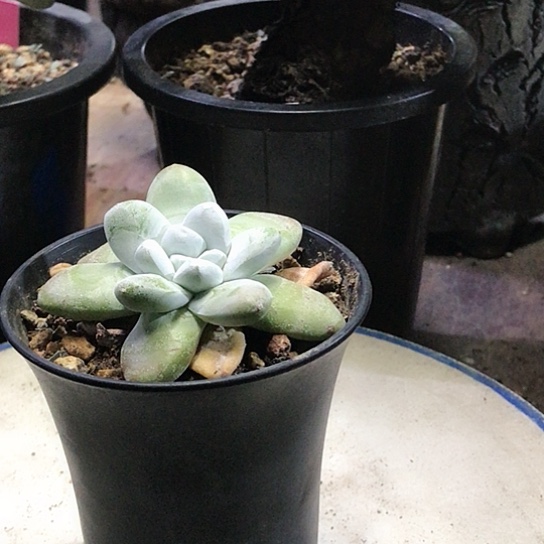 原产地拇指仙女棒