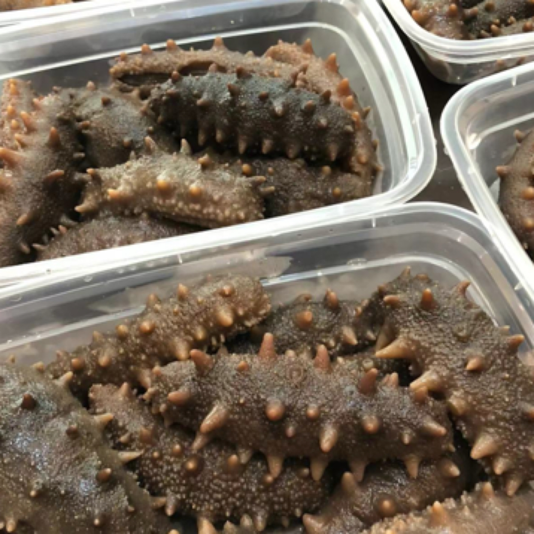 【1斤装贵】大连鲜食海参1斤刺参即食Q弹顶口精品海鲜
