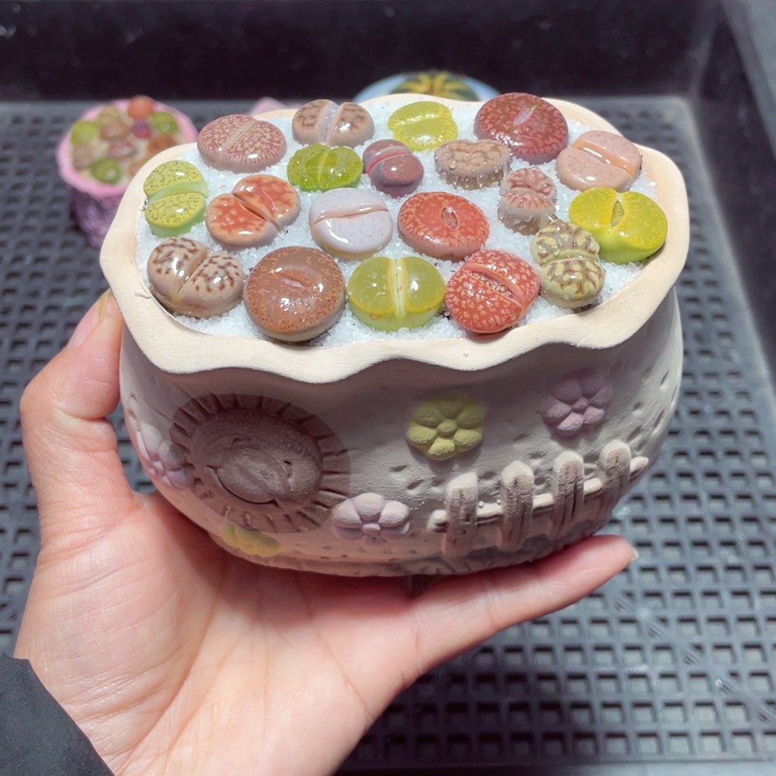 w8938 带盆土发货-零下地区拍保温箱