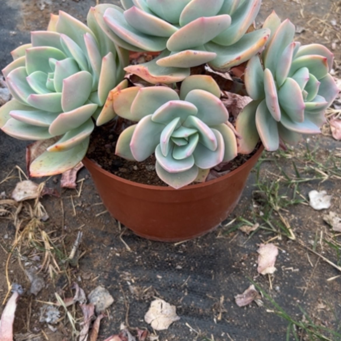 【闪购商品】南***花白凤