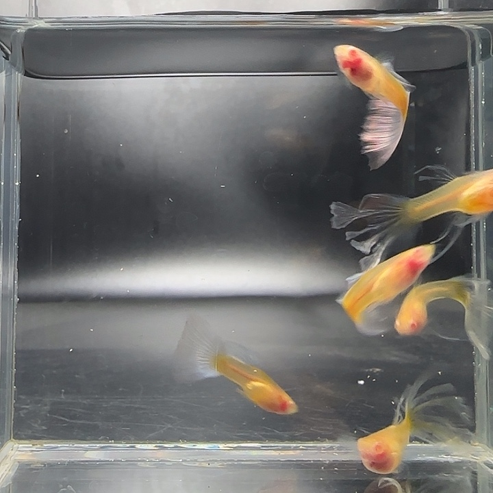 孔雀鱼黄金玻璃燕尾3对