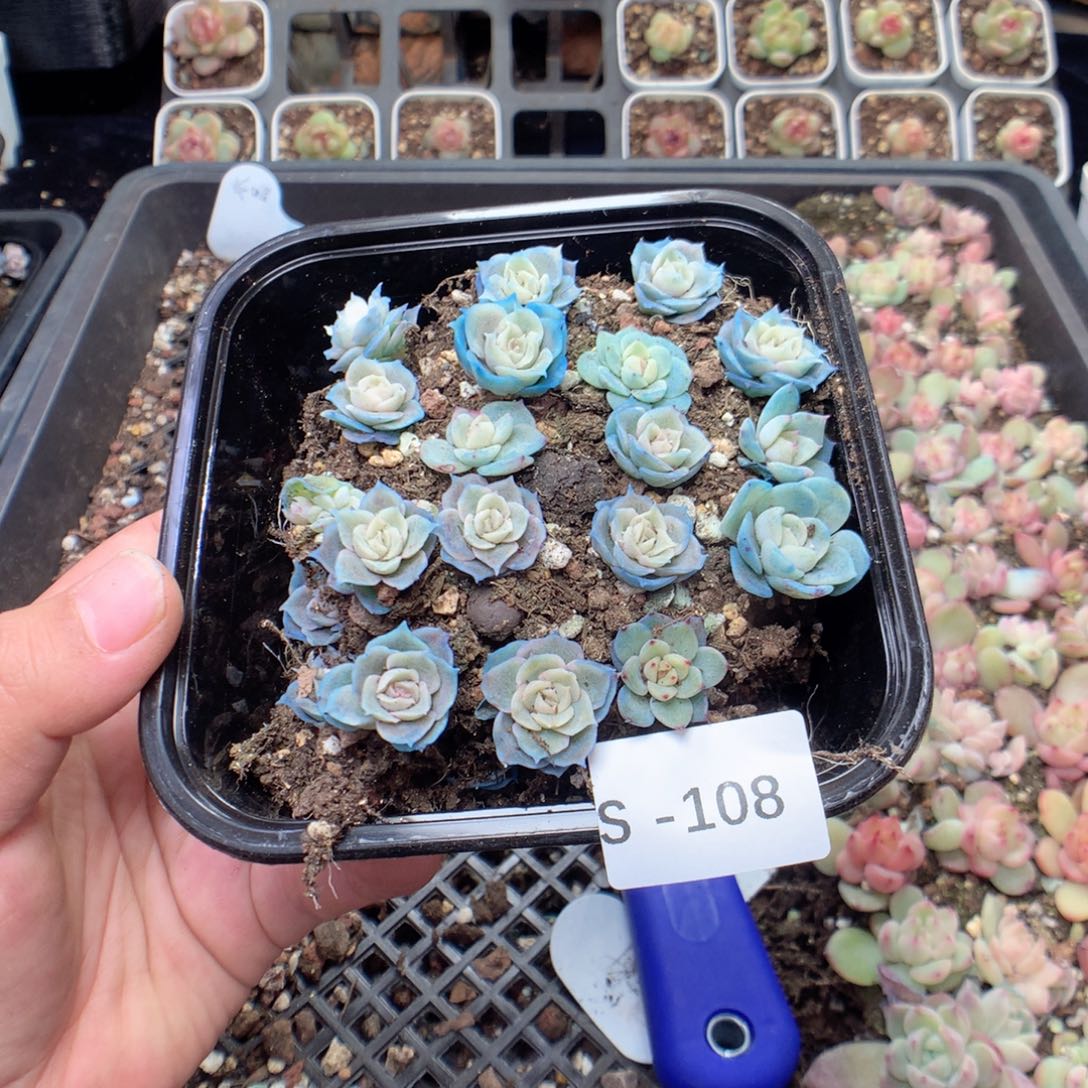 无花朵S108月英语英语