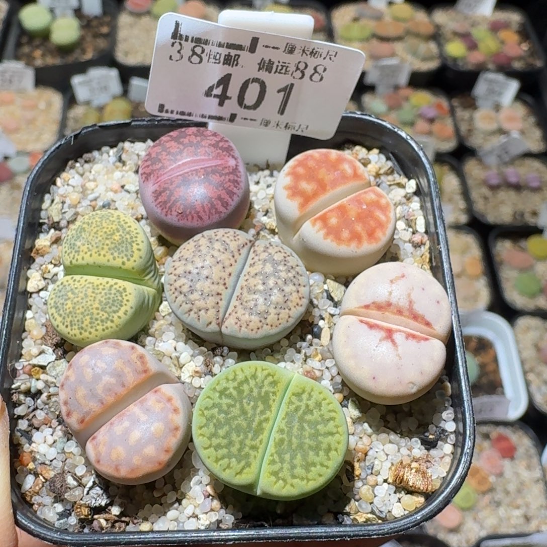 Sss精品便宜出401