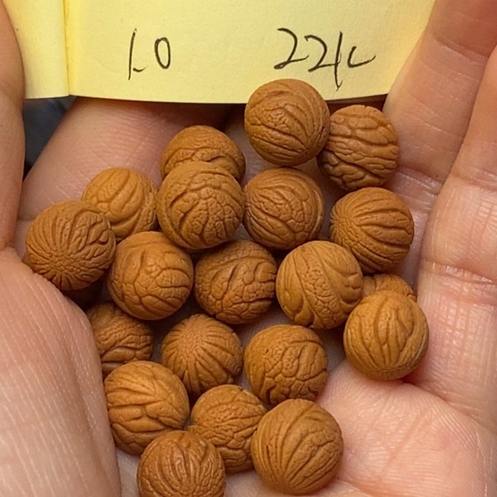 吊坠桃核秦岭龙纹桃核10尺寸