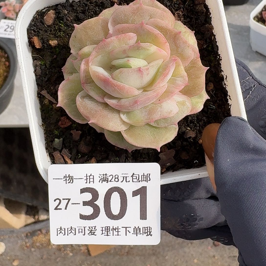 石化昂斯诺无盆土发货无盆