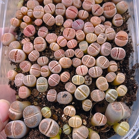 24310哈哈哈哈哈哈哈