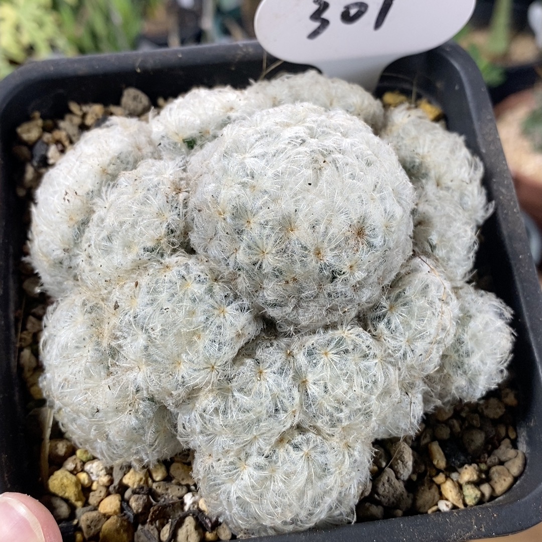 301号群生白星10cm