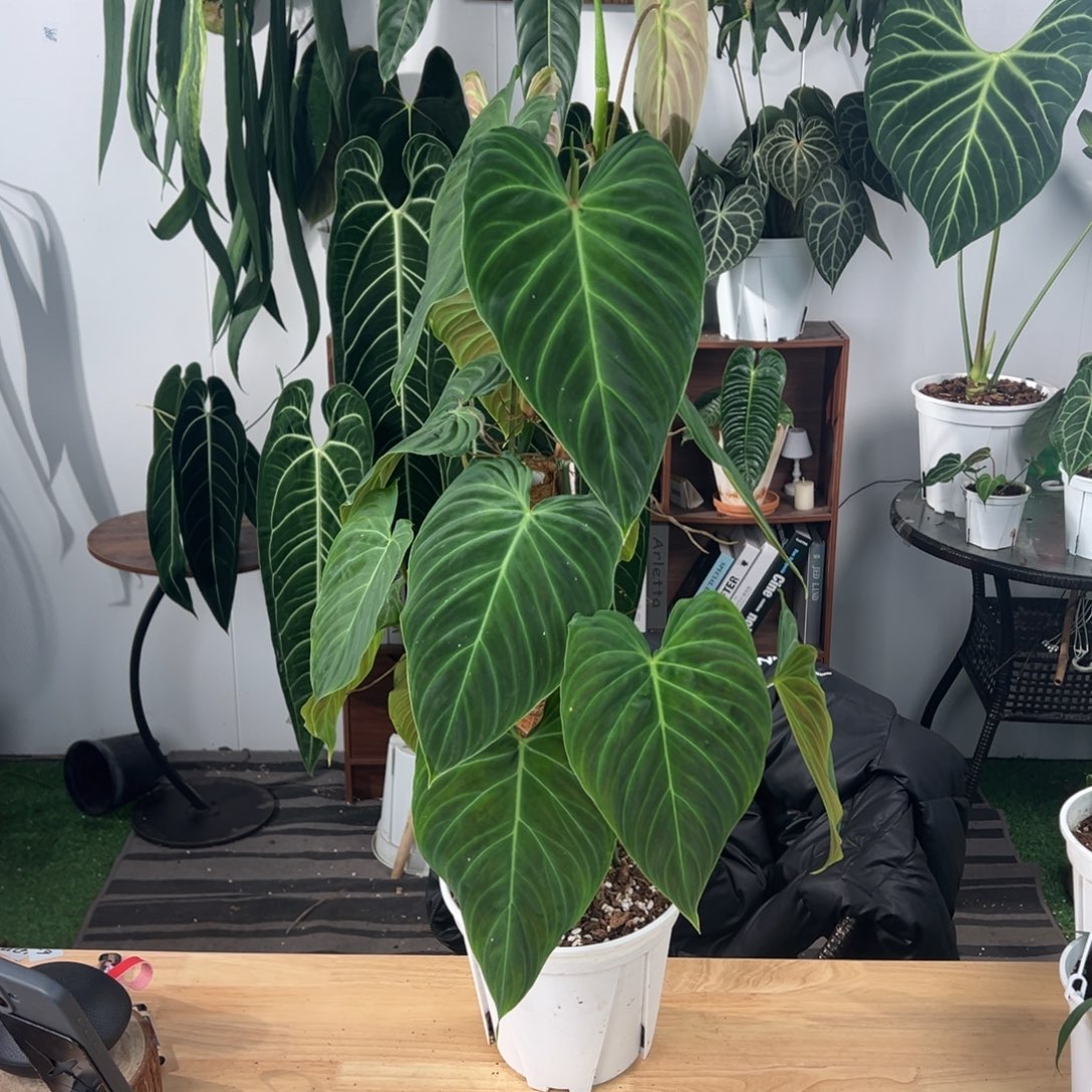 完全开放双株上柱灿烂蔓绿绒